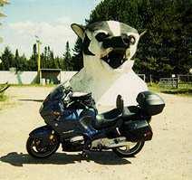 Big Badger Head