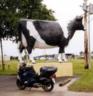 http://www.davidebsmith.org/new/wp-content/uploads/2017/05/thm_CowDeForest.jpg